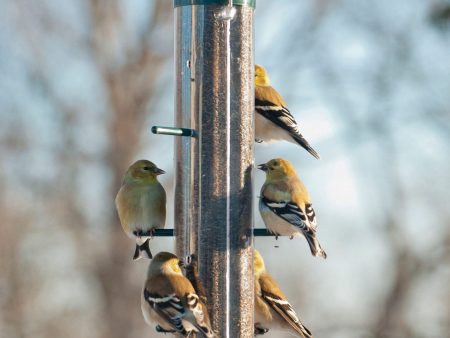 Audubon woodlink - Finch Tube Feeder Online Hot Sale